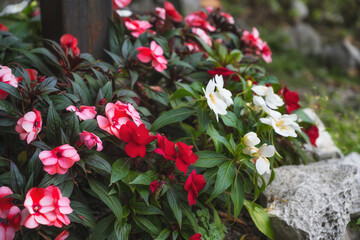 Decorative red-pink flowers with embossed green leaves grow in a pot outdoors. close-up. Decorating terraces and verandas with fresh flowers 