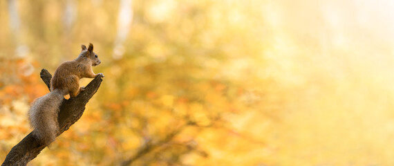 Squirrel sits on a branch in the autumn forest and looks away. Autumn landscape. Banner