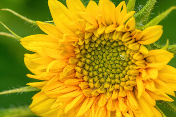 Yellow sunflower with drops of water. Summer and autumn background .