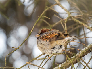 Sparrow sits on a branch without leaves.