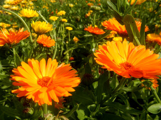 Orange flowers of calendula medicinal
