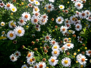Fototapeta premium Autumn asters in the garden