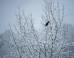 Black Bird on white snow tree branches