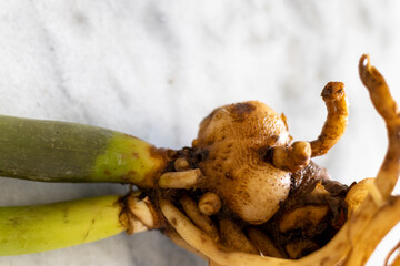 Rhizomes of a zz plant closeup