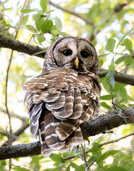 Barn Owl On Tree Branch Looking Back at You