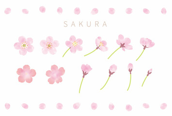 Obraz premium さくらの花とつぼみと花びらのベクター