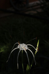 Close-up of white spider lily flower against a dark background
