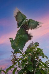rare species of parrot (Amazona kawalli) Colombian rainforest