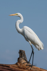 ardea alba/ white heron portrait africa kenya