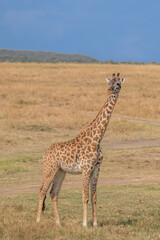 Giraffe in front Amboseli national park Kenya masai mara.(Giraffa reticulata) sunset.