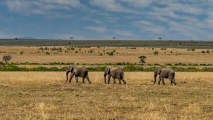 Naklejka na ściany i meble Clsoe up of African Bush Elephants walking on the road in wildlife reserve. Maasai Mara, Kenya, Africa. (Loxodonta africana)