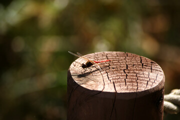 A dragonfly is sitting on a wooden pillar.