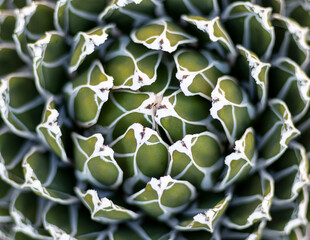 Agave rosettes texture natural background