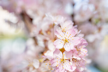 桜の花/サクラ/桜と青空/日本の春の背景画像
