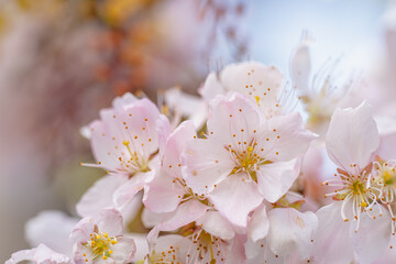 Fototapeta premium 桜の花/サクラ/桜と青空/日本の春の背景画像 