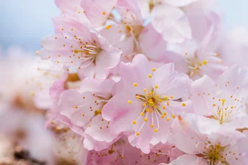 Rolgordijnen 桜の花/サクラ/桜と青空/日本の春の背景画像  © monstrose