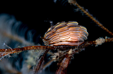 Nudibranch (sea slug) - Doto greenamyeri, feeding on a hydroid. Underwater macro life of Tulamben, Bali, Indonesia.