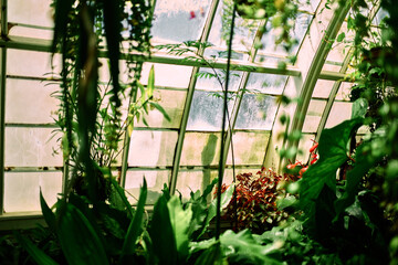 An inside view of a green house in San Francisco, California with a worker washing the windows