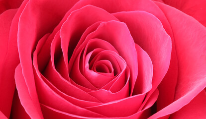 Red rose flower petals. Macro flowers background. Soft focus