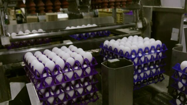 Eggs are moving along the production line. Sorting shop at a poultry farm. Agro-industrial company.