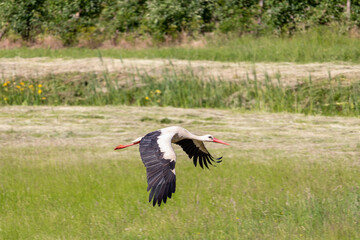 White stork (lat. Ciconia) in flight over green grass in a countryside area