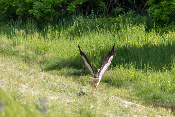 Obraz na płótnie Canvas The white stork (lat. Ciconia) begins to take off by flapping its wings