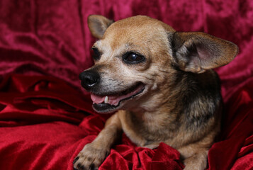Small Chihuahua Dog on Red Velvet Blanket
