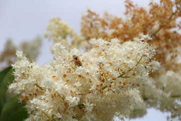 flowers of the forest