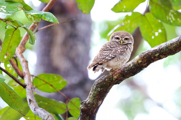 Little owl perching on a branch  in rain forest. Prachuap Khiri Khan province, Thailand