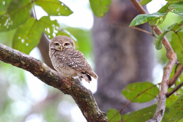 Little owl perching on a branch  in rain forest. Prachuap Khiri Khan province, Thailand