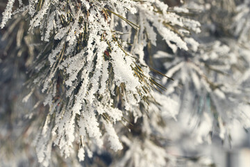 Spruce is covered with snow after snowfall. Nature of Russia.