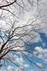 Branch of cherry tree in Japan in winter season
