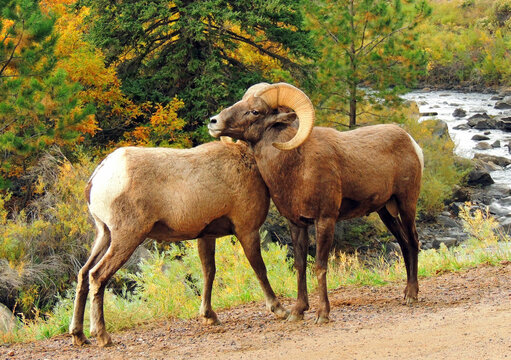  two rocky mountain bighorn sheep rams nuzzing each other  next to the south platte river  in autumn  in waterton canyon, littleton,  colorado 