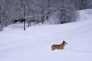 A dog in the snow. Winter in Russia