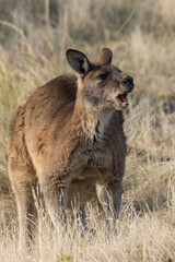 Eastern grey kangaroo (Macropus giganteus)  standing and yawning in grassland. Tasmania, Australia