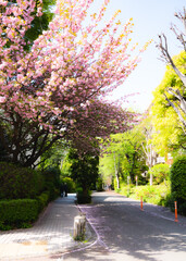 桜ストリート