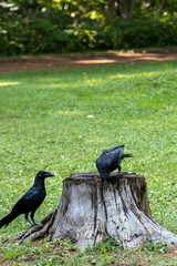 カラスと切り株