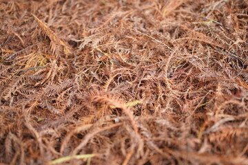beautiful larch in the ground