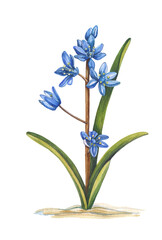 watercolor image of the blue primrose of scylla on a white background
