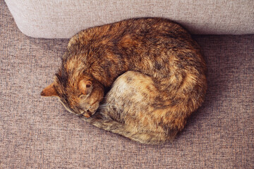 Top view a ginger tabby cat sleeping on a sofa.