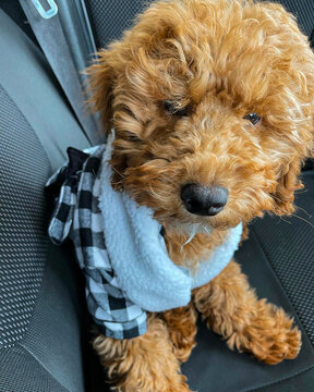 This little guy is just too cute for words wearing his little housecoat.