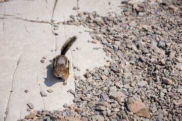 Curious red tailed chipmunk in Waterton, Alberta
