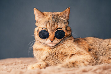 A beautiful red cat in sunglasses poses for the camera. - 487708980