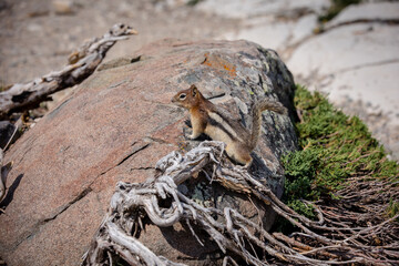 Curious red tailed chipmunk in Waterton, Alberta