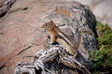 Curious red tailed chipmunk in Waterton, Alberta