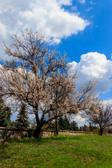 Obraz premium White blossoming apricot tree in park at spring