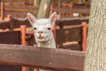 White alpaca (Lama pacos) in a paddock