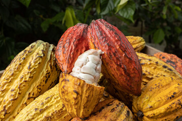 Cocoa beans and cocoa pod on a wooden surface.