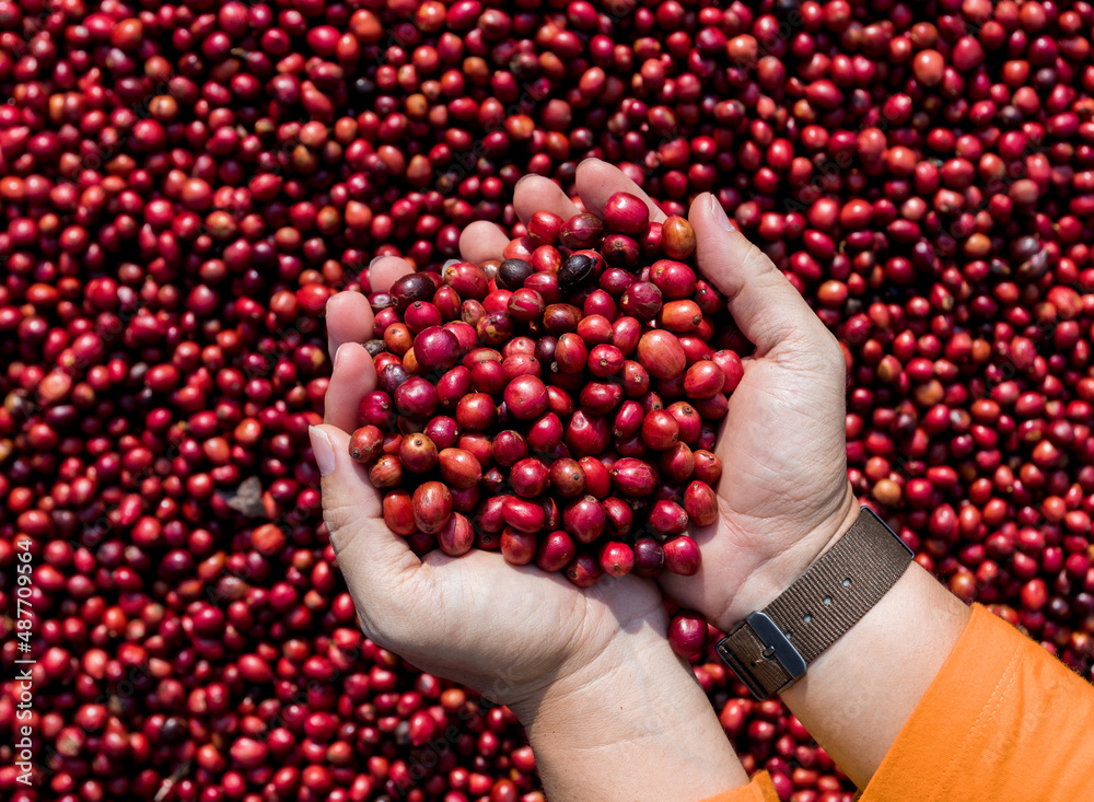 Canvas Prints Coffee beans drying in the sun. Coffee plantations at coffee farm