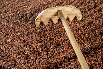 Organic cocoa beans sun drying on a farm